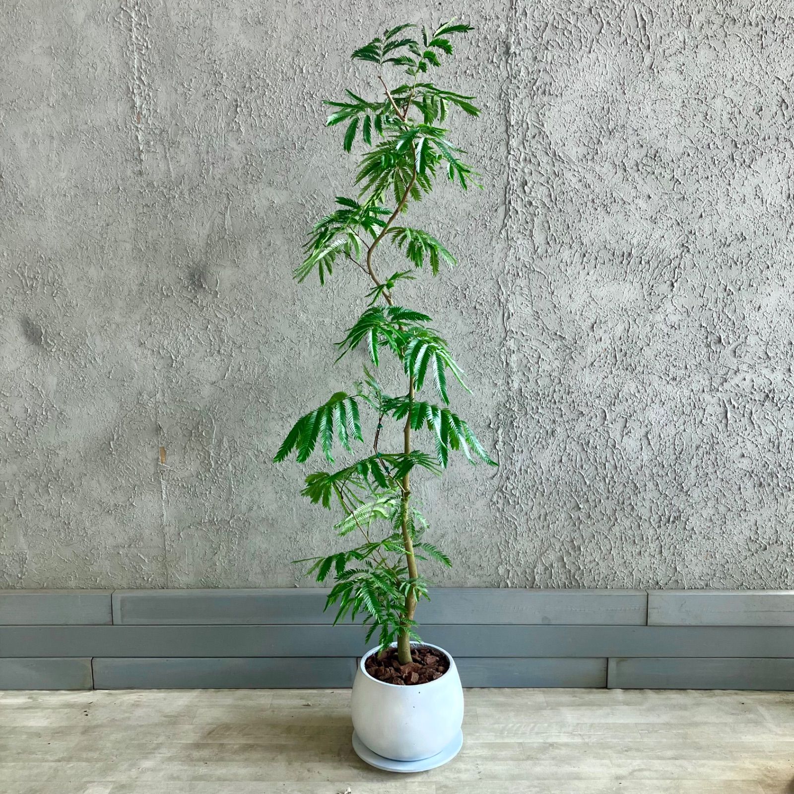 ［現品］5番　エバーフレッシュ　曲がり　8号　観葉植物　室内　大型　おしゃれ 現品］5番 エバーフレッシュ 曲がり 8号 観葉植物 室内 大型 人気