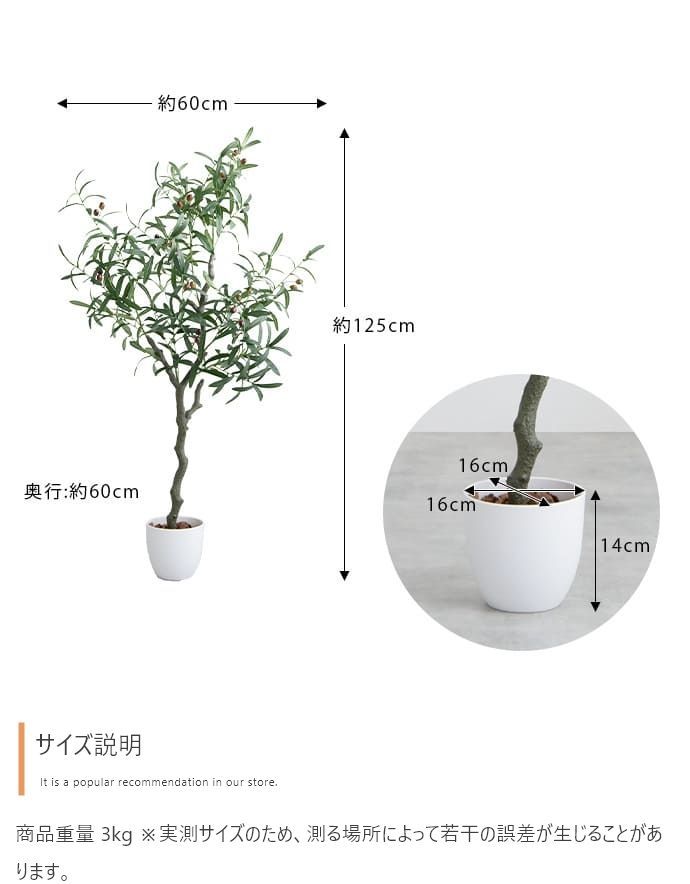 観葉植物