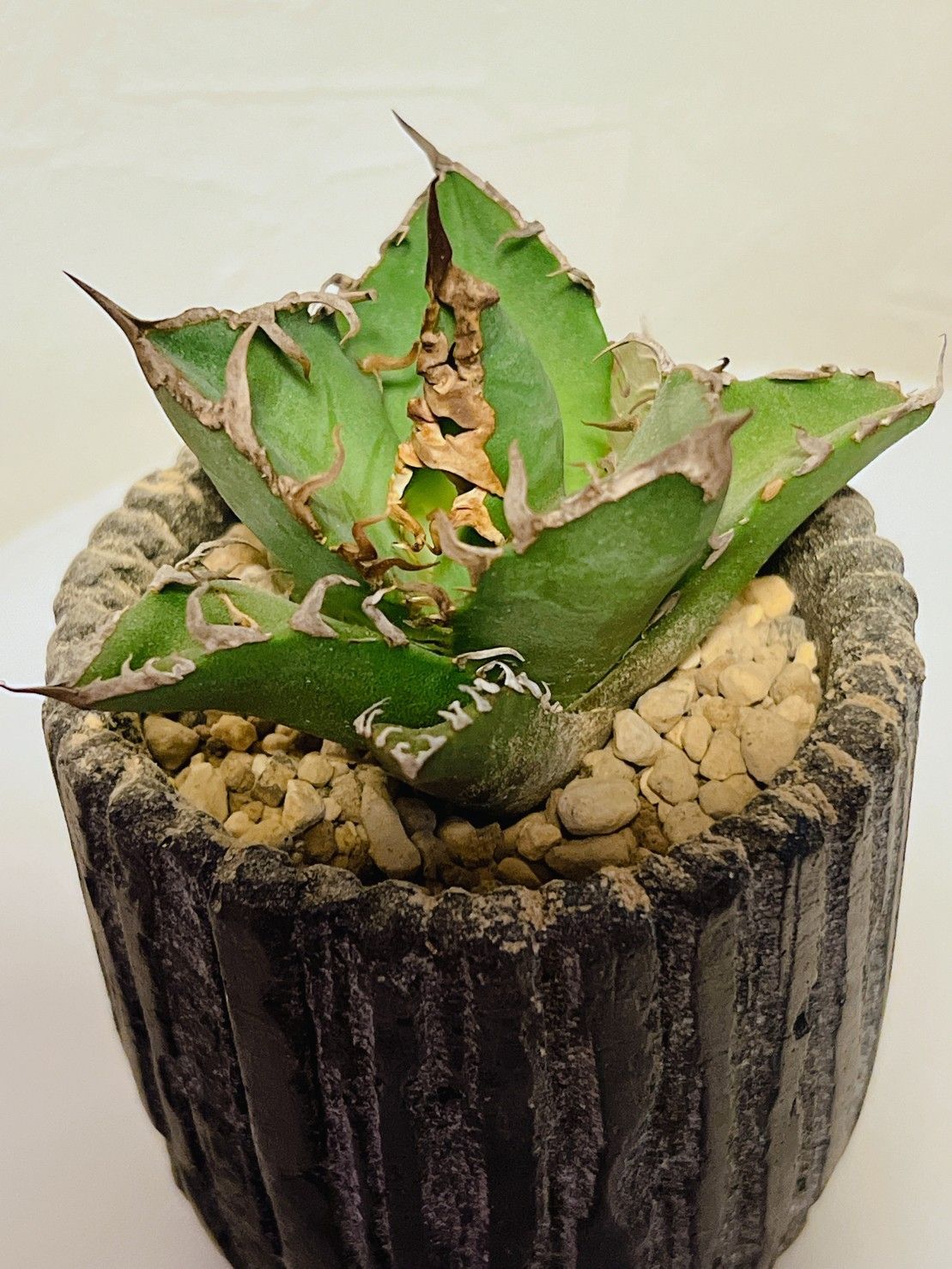 ば*️様 【子株】アガベ オアハカ オテロイ 現地実生 わしゃわしゃ