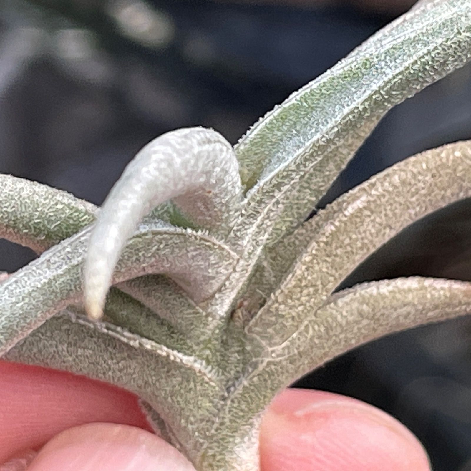 Tillandsia ギリエシー② ☆ チランジア ☆ gilliesii ギリエシー