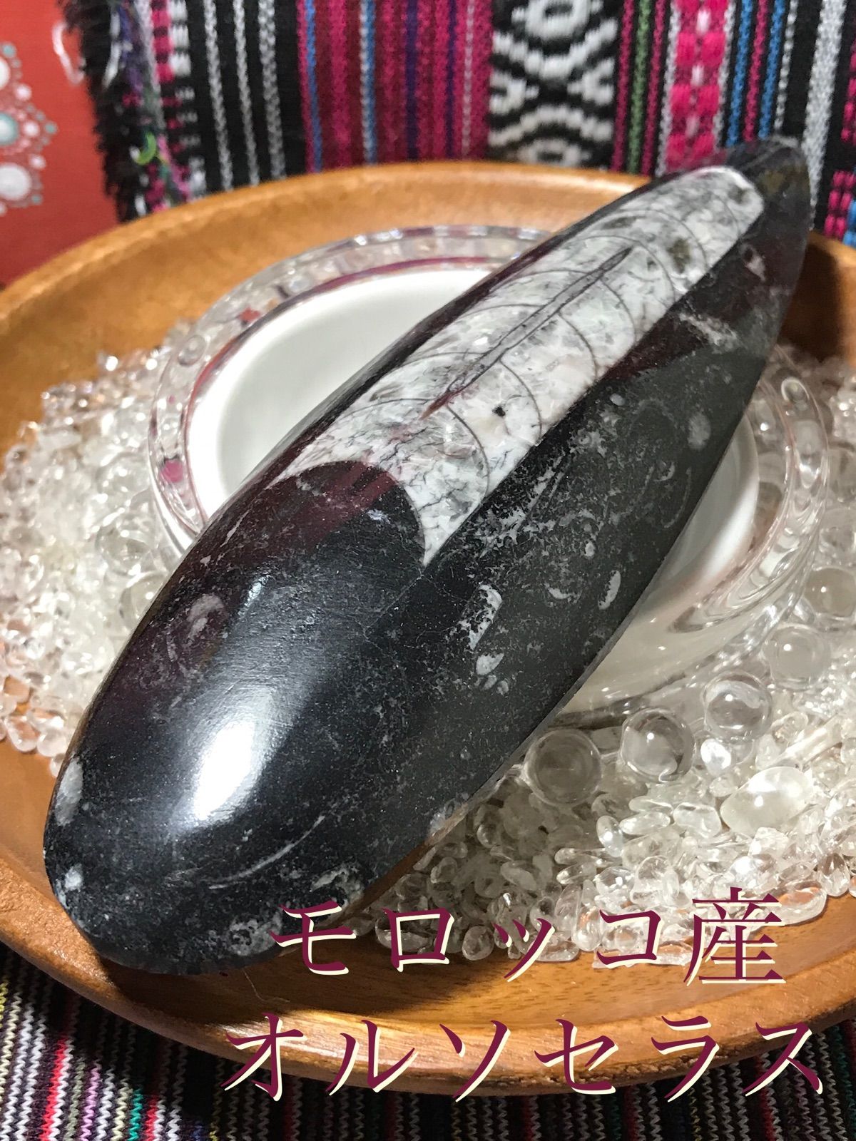 オルソセラスオルドビス紀化石モロッコ産