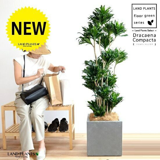 古賀文博 朽る 植木鉢 作家鉢 塊根 浅鉢 大鉢 古賀文博 (@who_gs1200ss