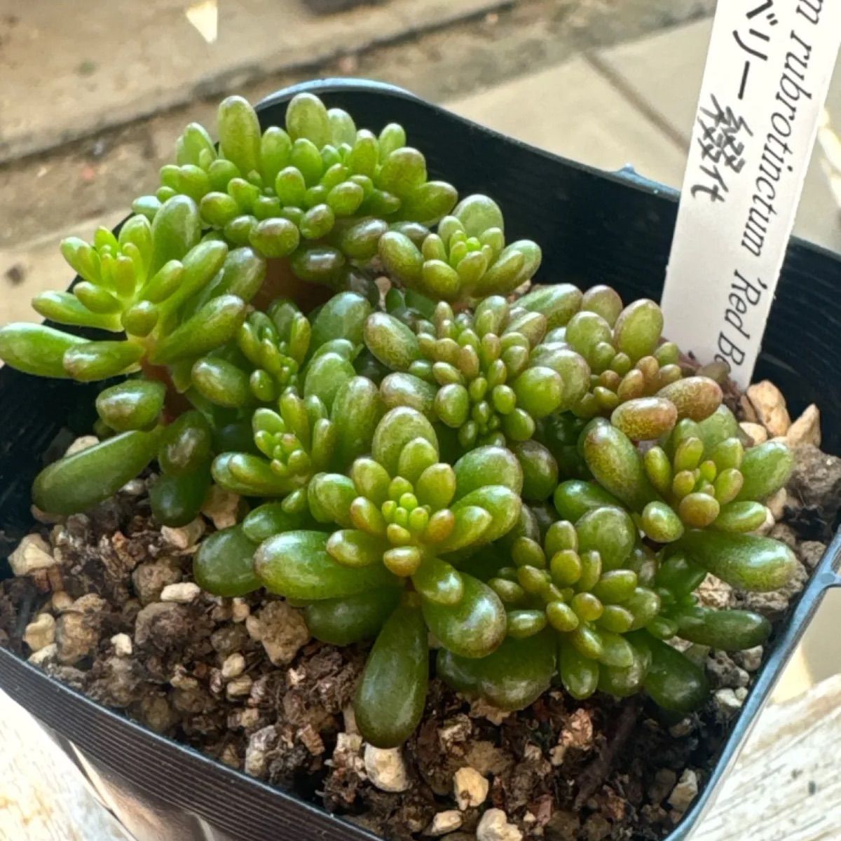 レッドベリー綴化❣️札付き❗️多肉植物 抜き苗 - メルカリ