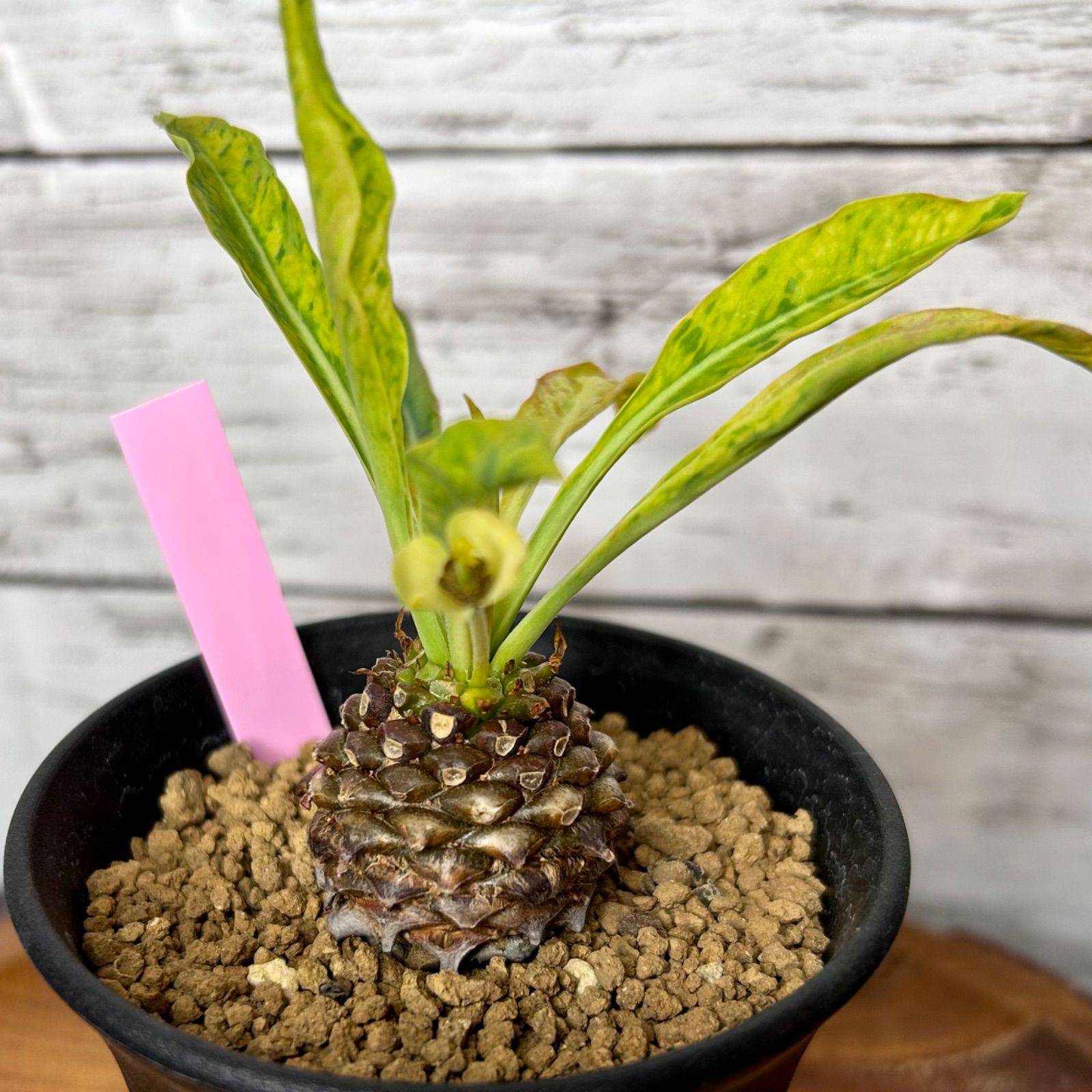 鉄甲丸 雄雌ペア ユーフォルビア ブプレウリフォリア 多肉植物