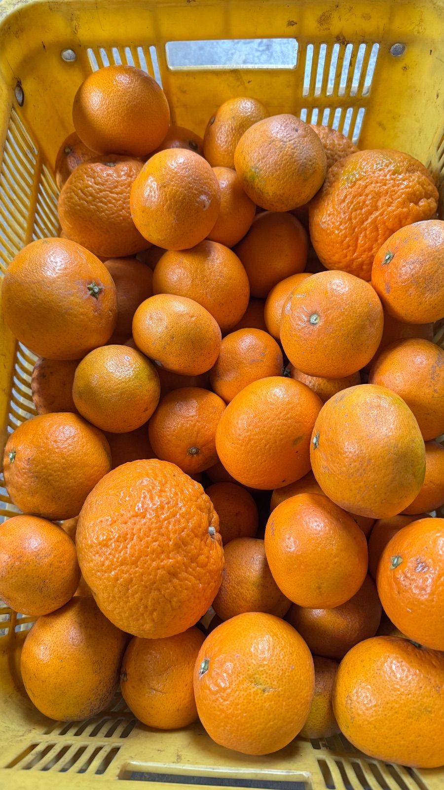 有田の清見オレンジ