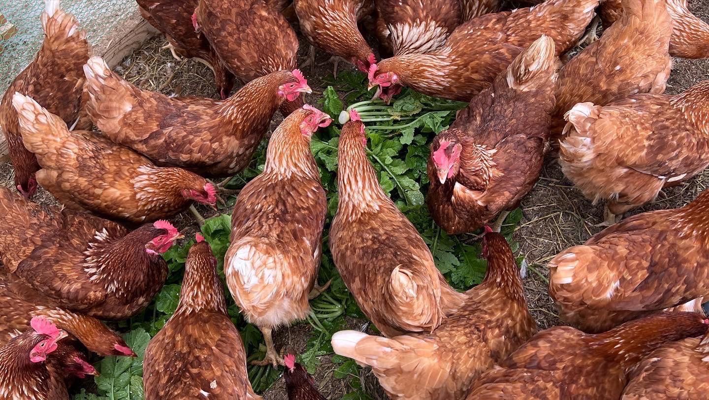 160個入り　宮下養鶏の朝採れ平飼い卵