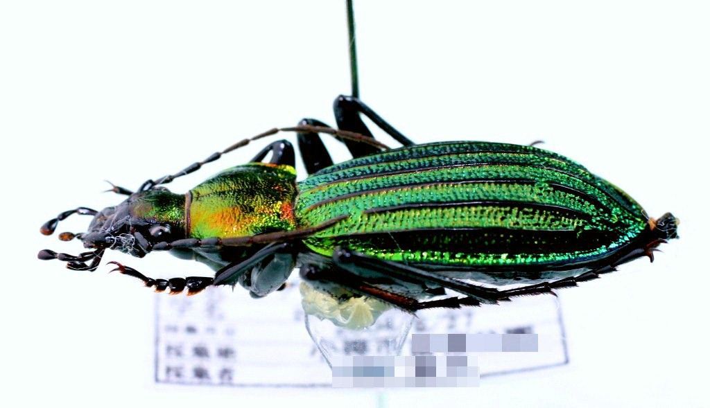 (絶版)世界のカトカラ 石塚勝己著 絶版)世界のカトカラ 石塚勝己著 Amazon.co.jp: 世界のカトカラ