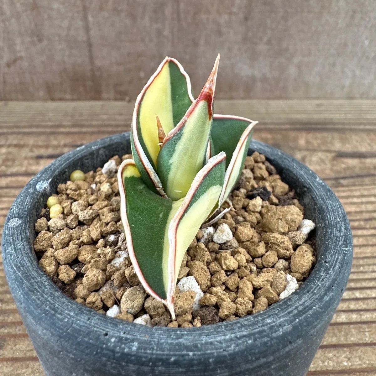 激レア サンスベリア　スタッキー 斑入り　多肉植物　ロリダ　ピングイキュラ ② サンセベリア ロリダ 斑入り Sansevieria rorida variegated キング