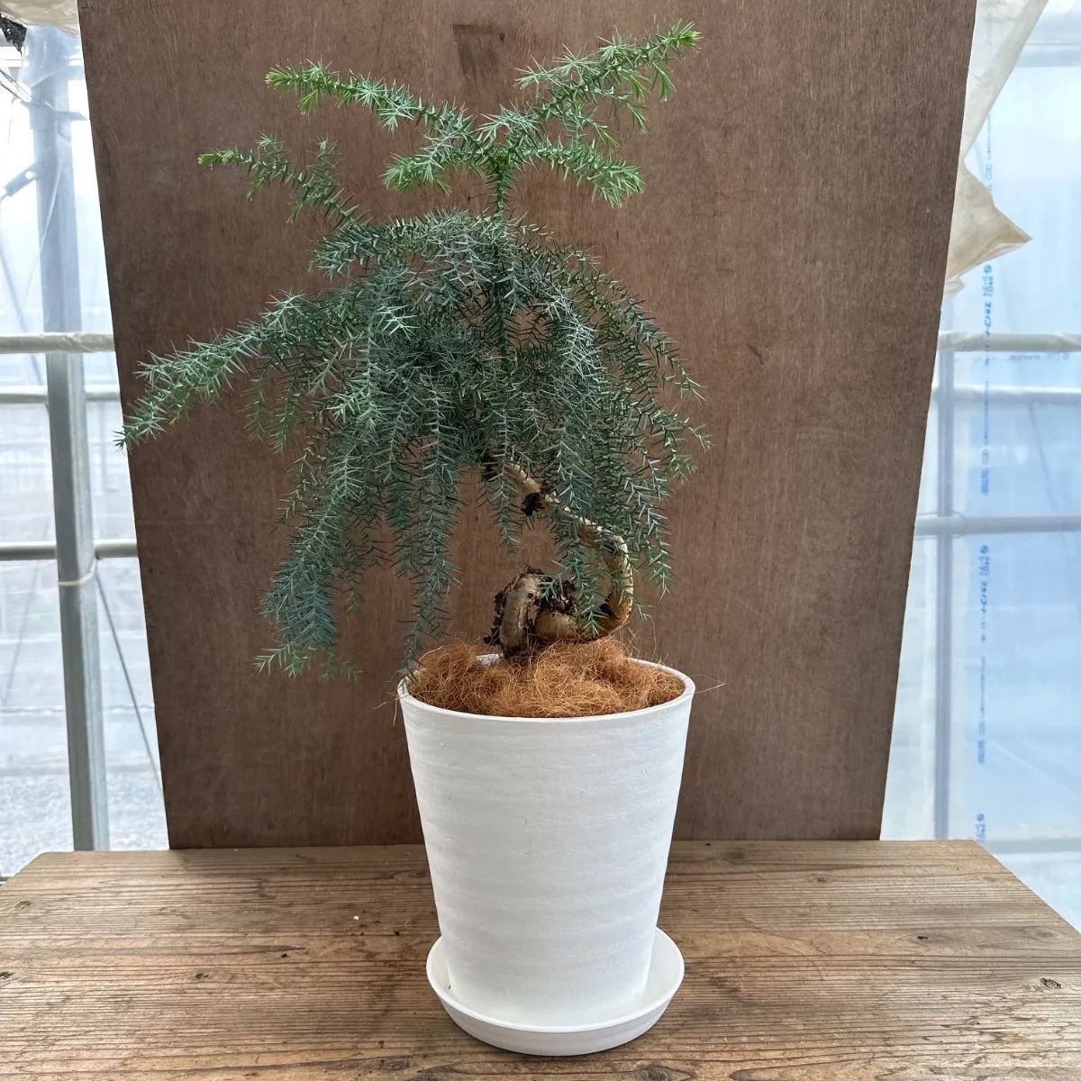 アロカリア② 8号 観葉植物 観葉 植物 黄金昇り竜 シマナンヨウスギ