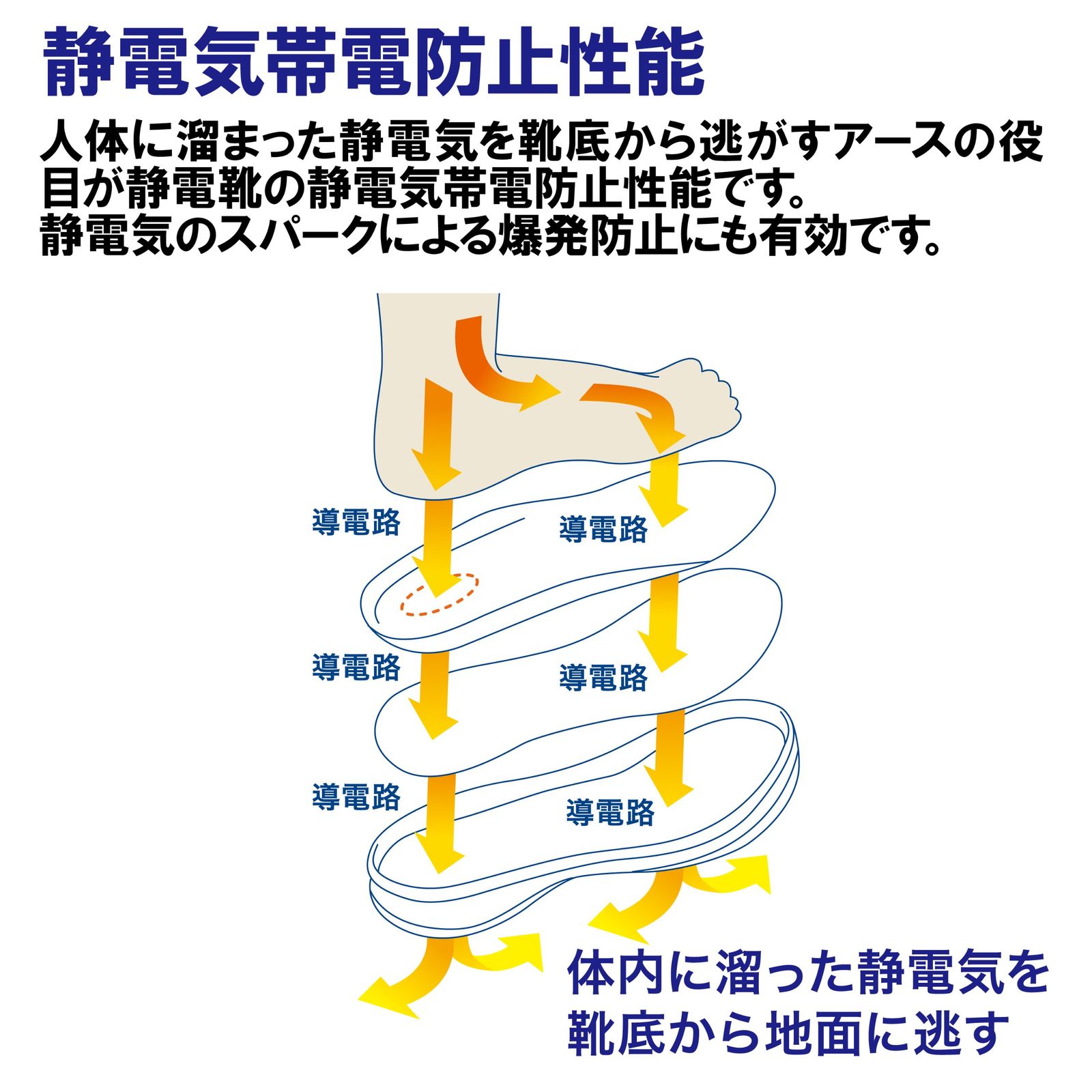 26．0cm