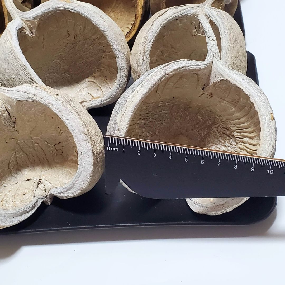 ウォッシュホワイト＆ナチュラル