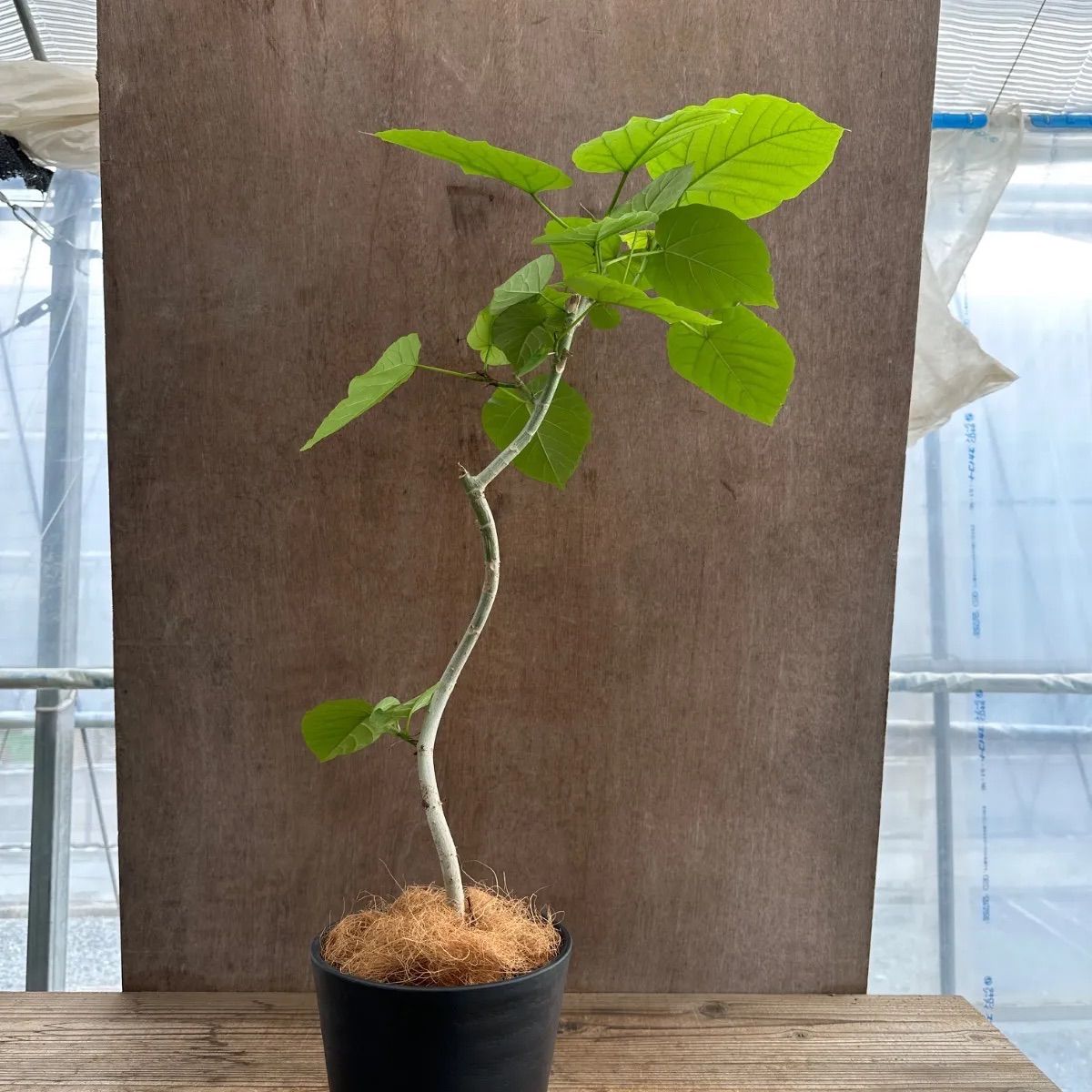 フィカス ゴムの木 ウンベラータ 21番 フィカスウンベラータ