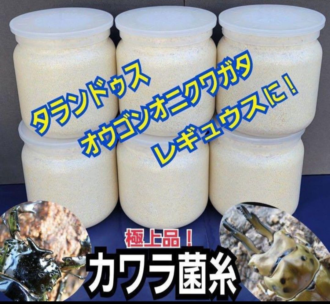 極上！カワラタケ菌糸瓶【7本】特殊アミノ酸強化配合！タランドゥス