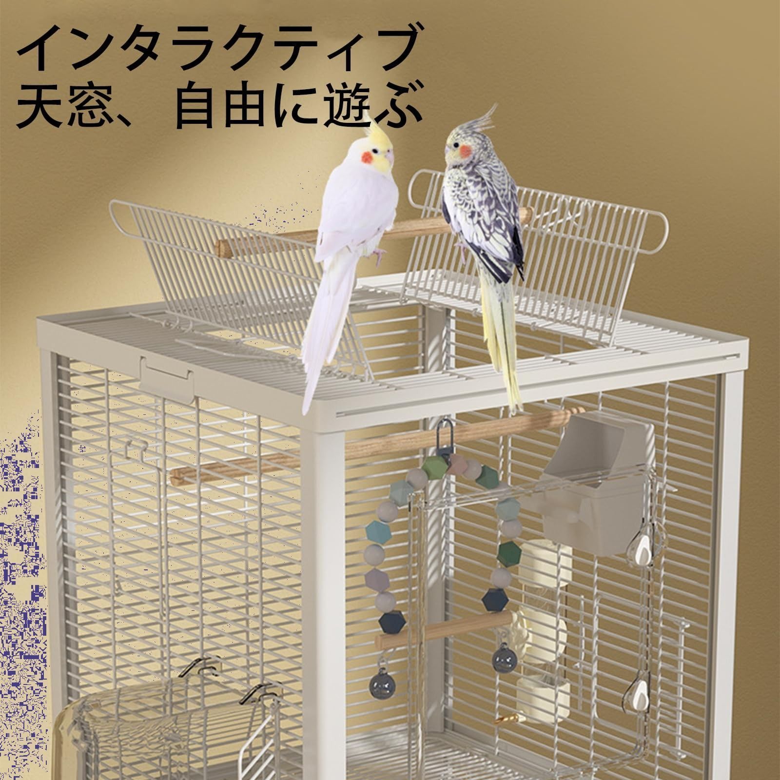 文鳥|インコ|斑文鳥|モモンガ対応