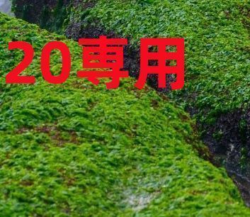 20専用 - メルカリ