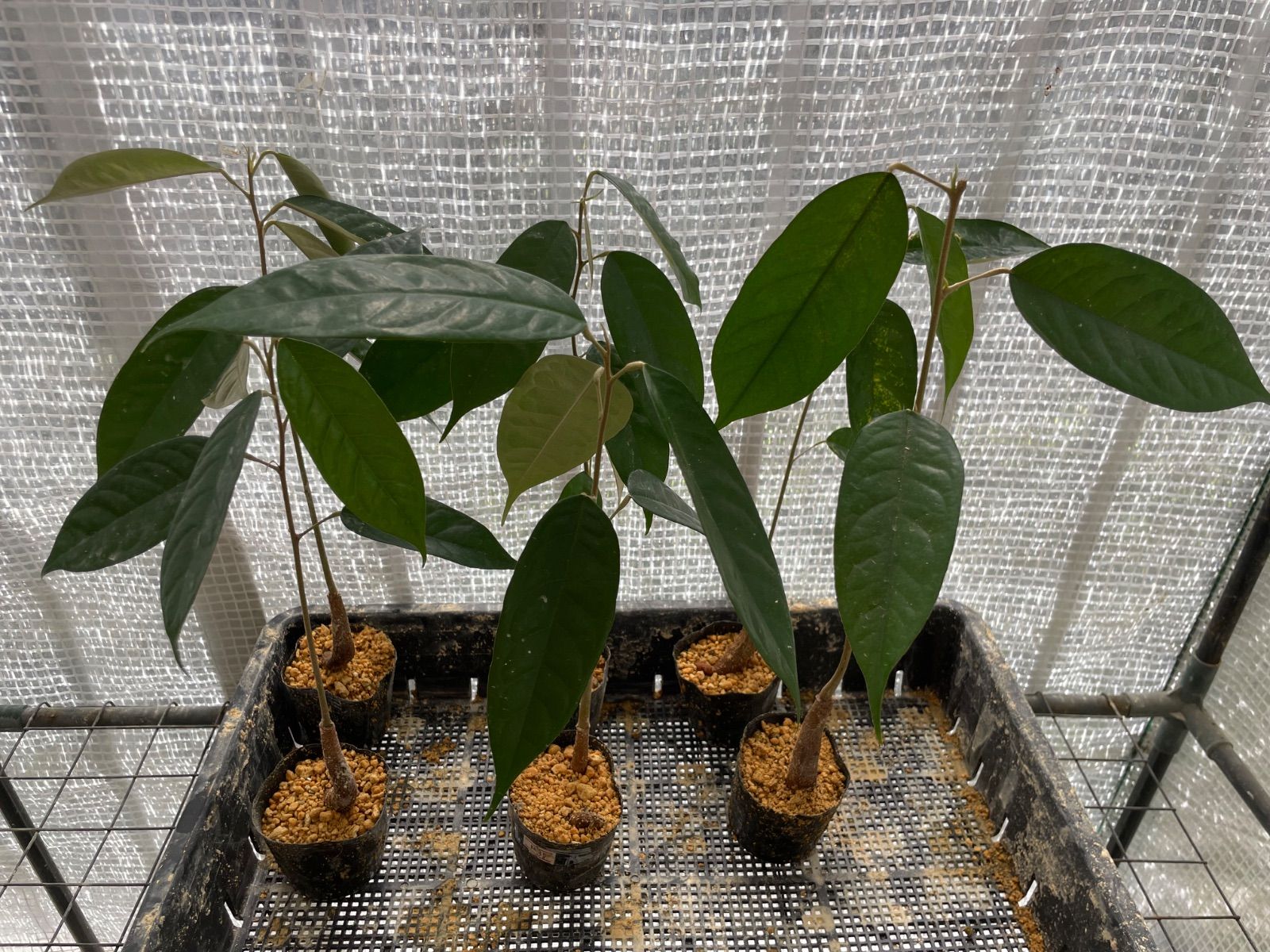 ⭐️ドリアン苗1鉢⭐️ モントーン種 Durio zibethinus - メルカリ