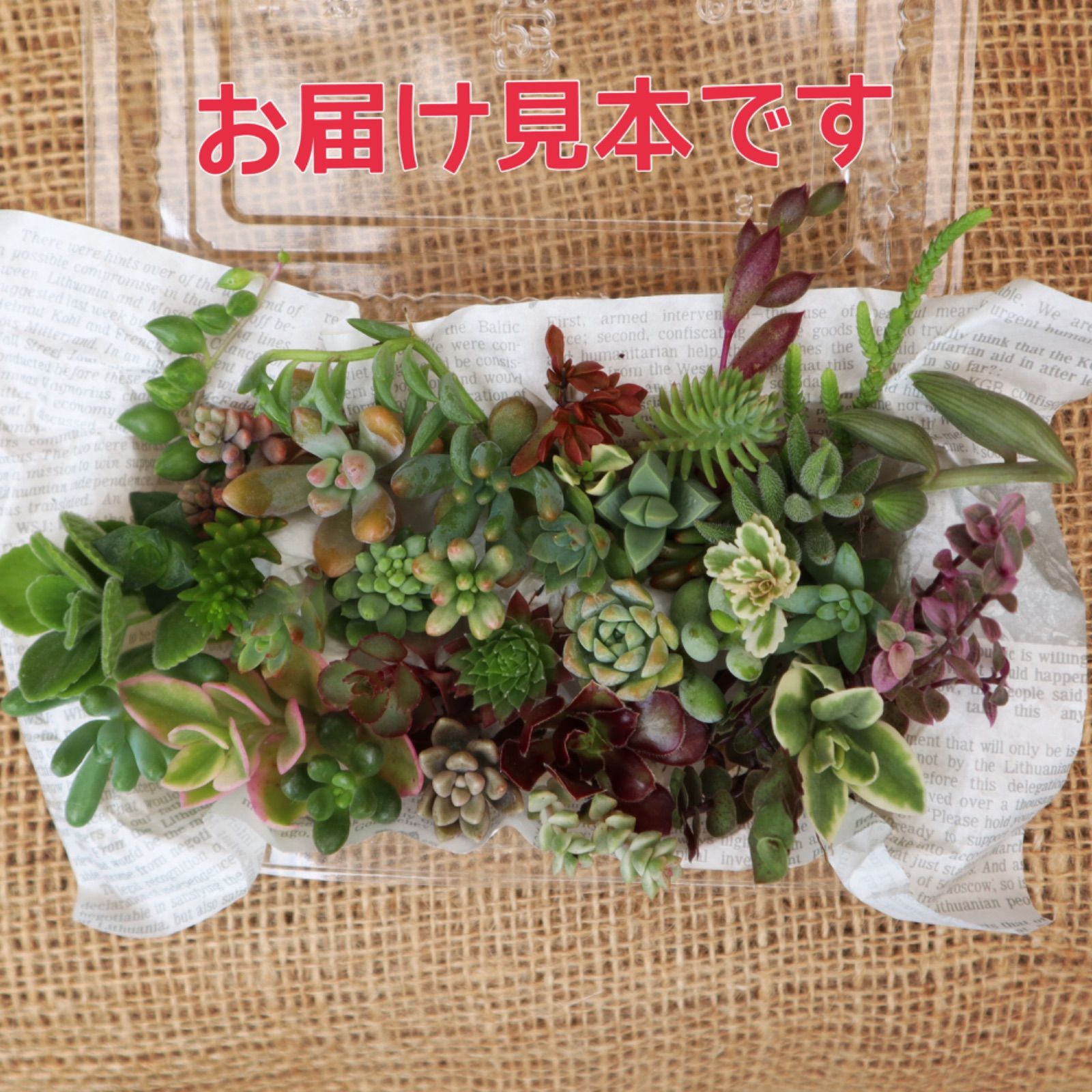 多肉植物 ちまちま寄せ植えにぴったり カラフルなカット苗&抜き苗