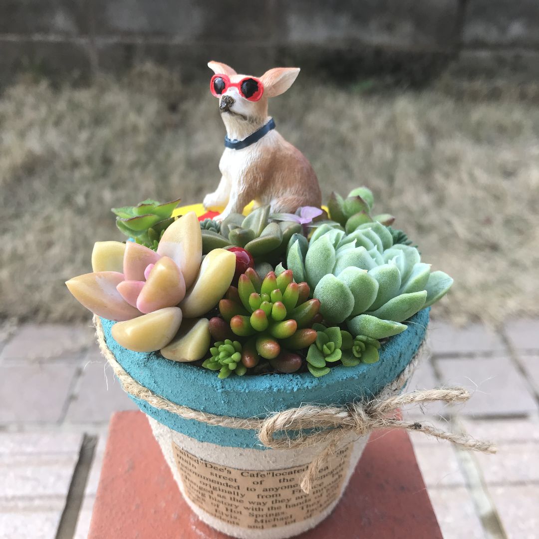 ♡そのまま飾れる♡リメ鉢♬ワンちゃんの多肉植物寄せ植え 