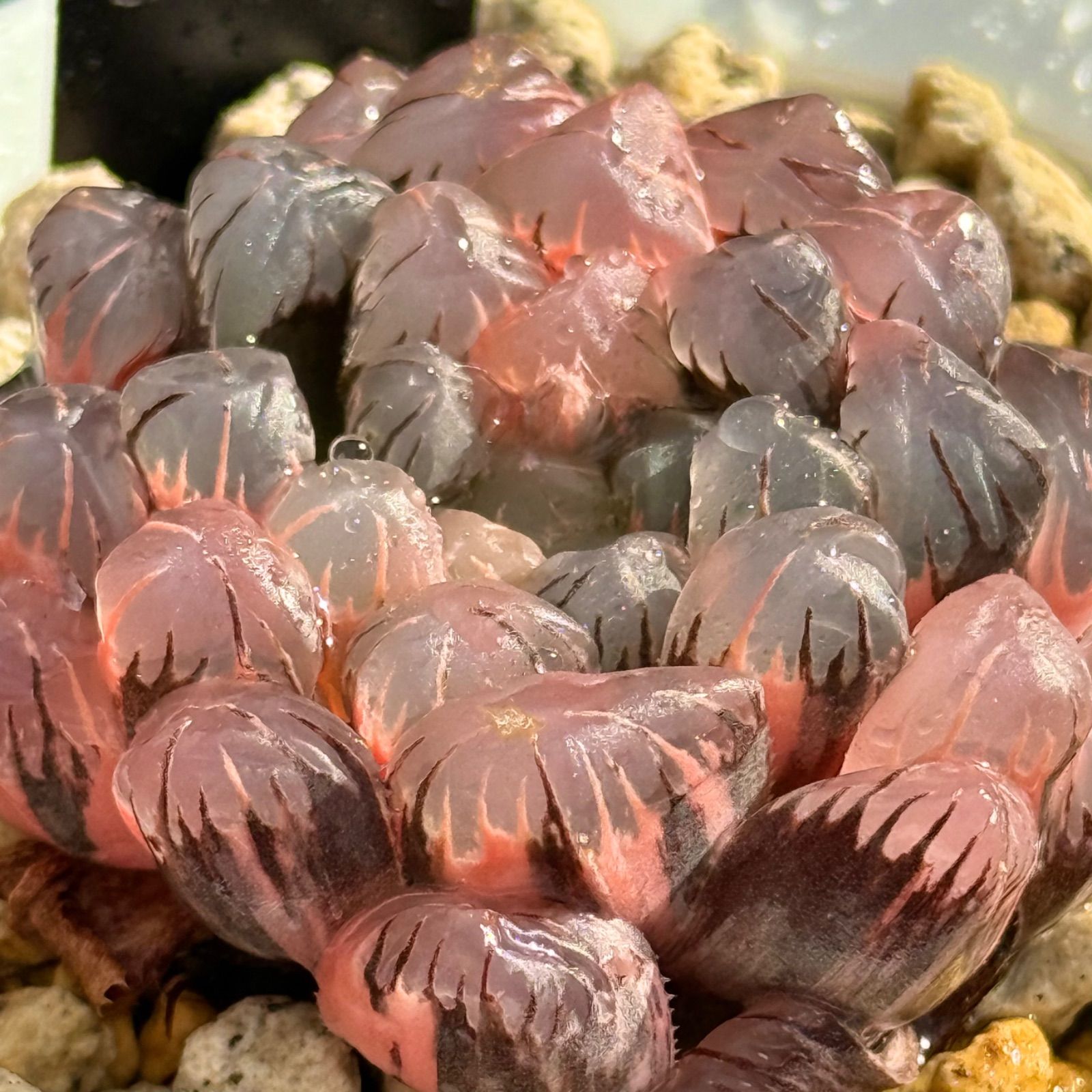 ハオルチア ドドソン紫オブツーサ錦 親株 ハオルチア ドドソン紫オブツーサ錦 親株 - メルカリ