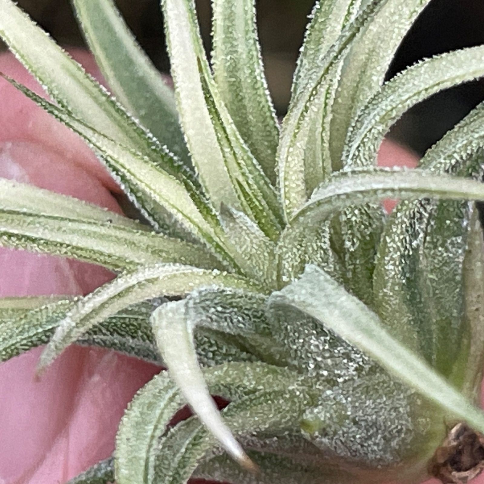 5φ×4]チランジア イオナンタ アルボマルギナータ Tillandsia ionantha