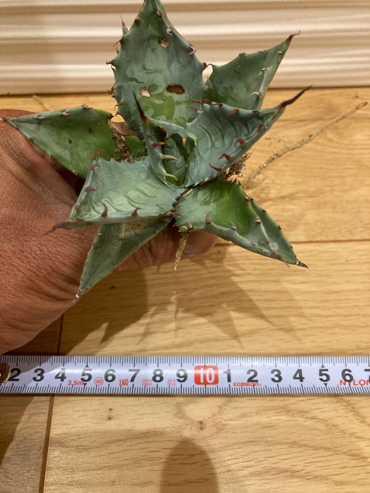 アガベ パラサナ×マルガリータ - メルカリ