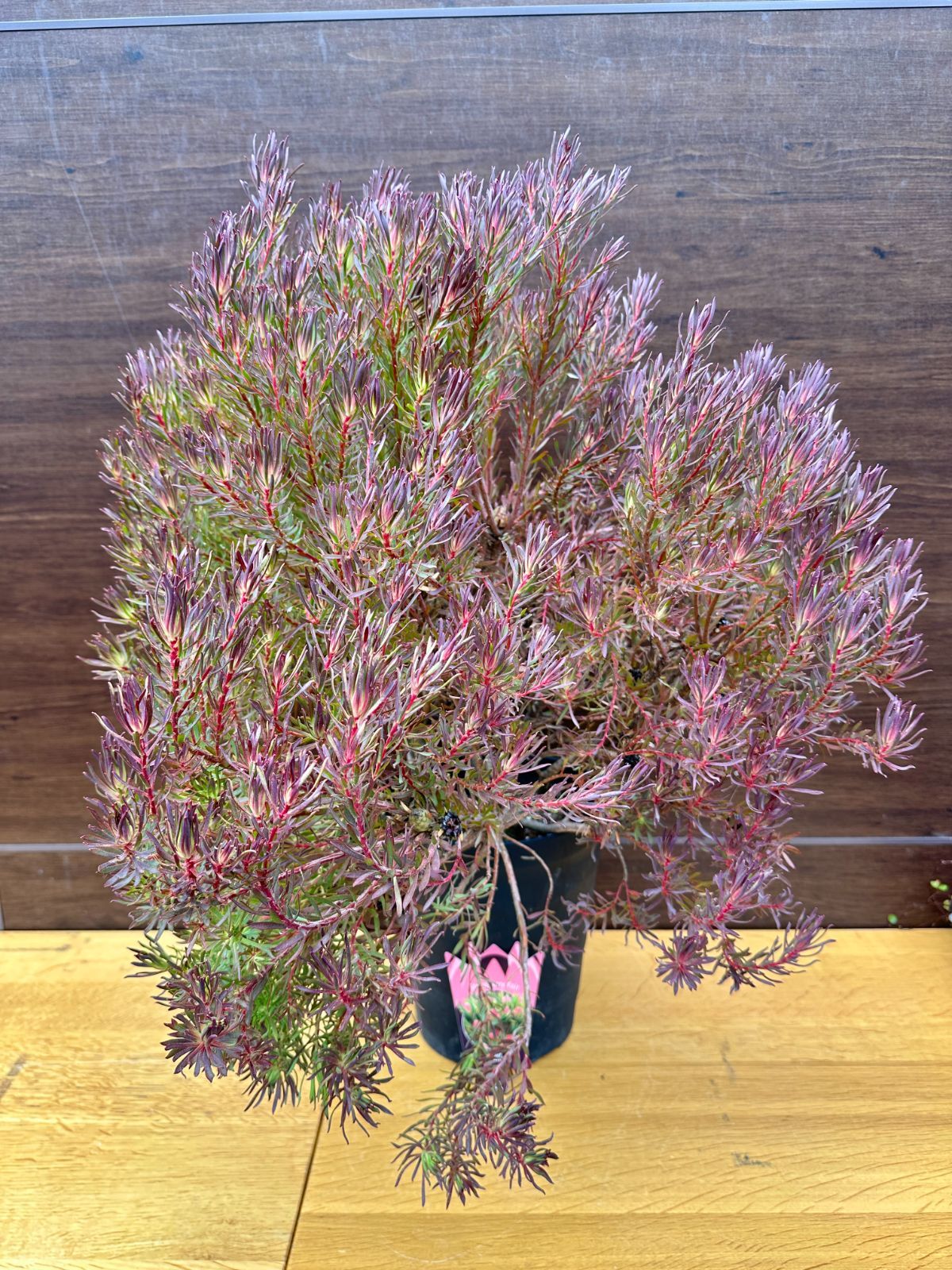 リューカデンドロン デュリフ 特大 リューカデンドロン：デュリフ（黒