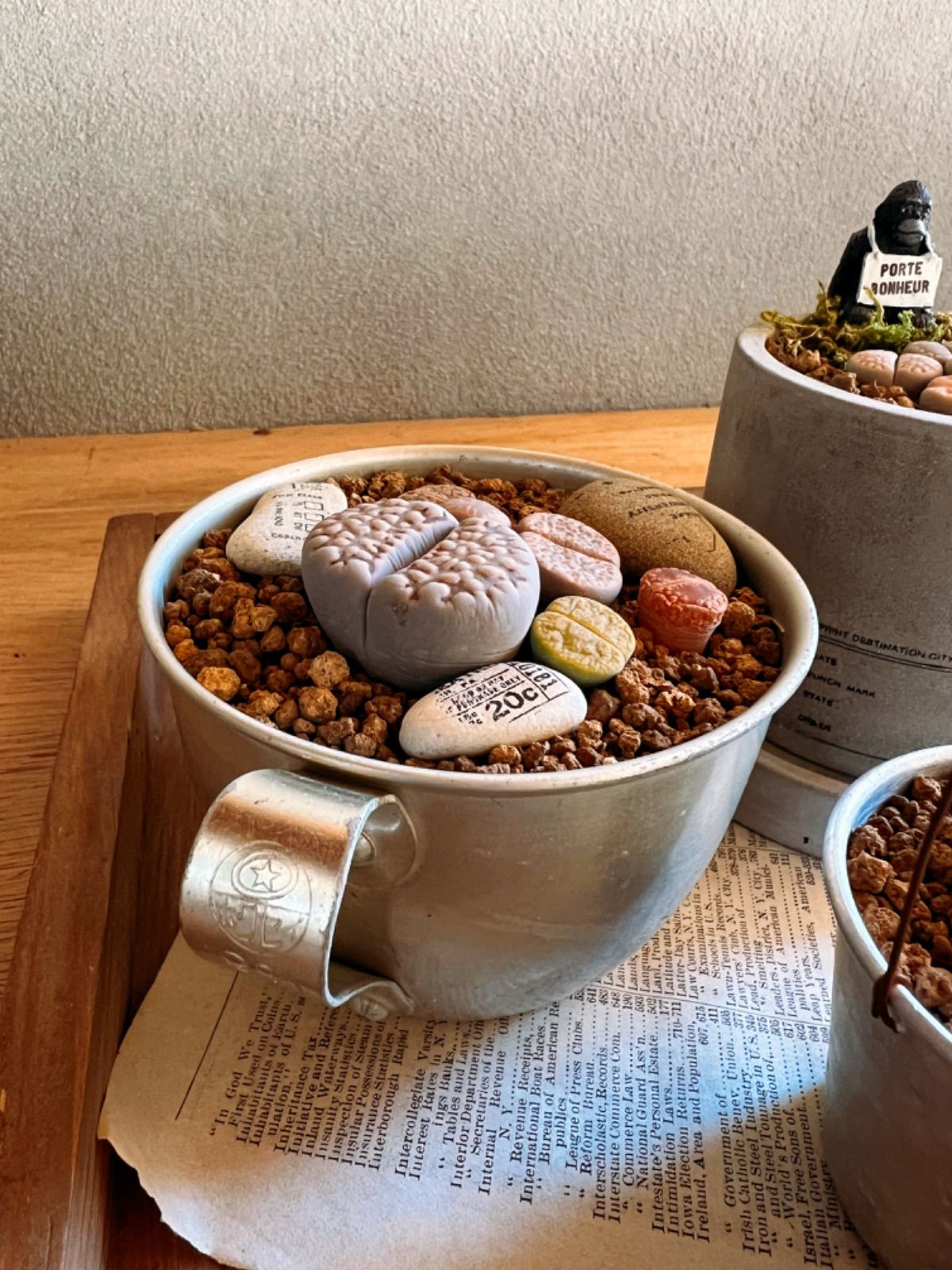 多肉植物の寄せ植え リトープス三昧セット - メルカリ