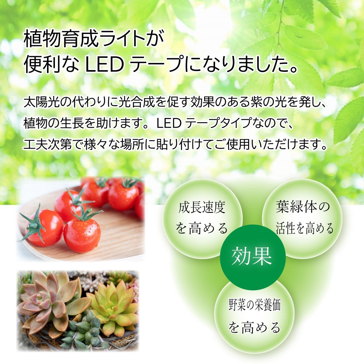 メルカリShops - 植物育成ライト LED 3ｍ 紫 防水 USB グローライト 室内 温室 菜園