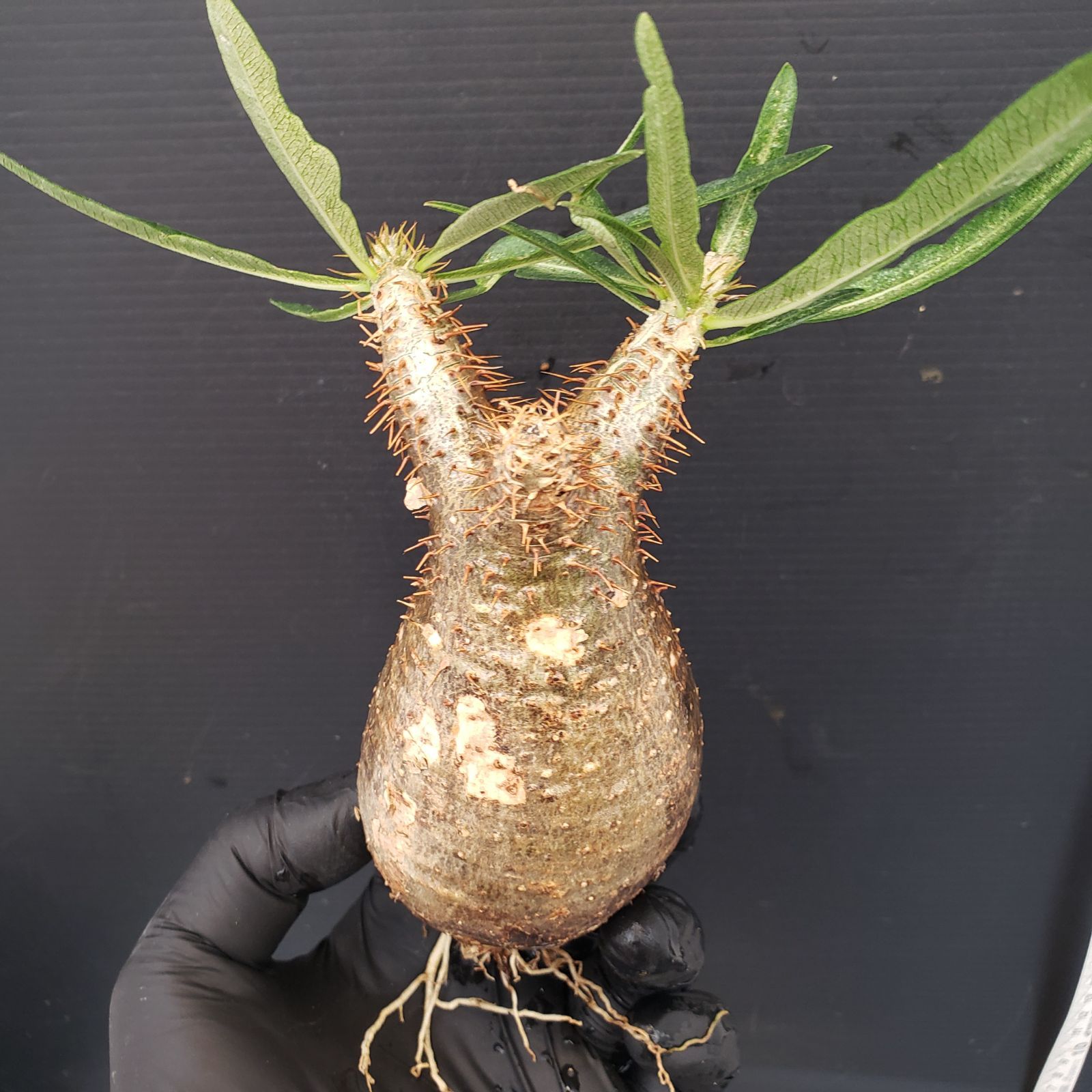 グラキリス　srl V265【自社養生発根株】Pachypodium グラキリス（SS）（現地球・抜き苗