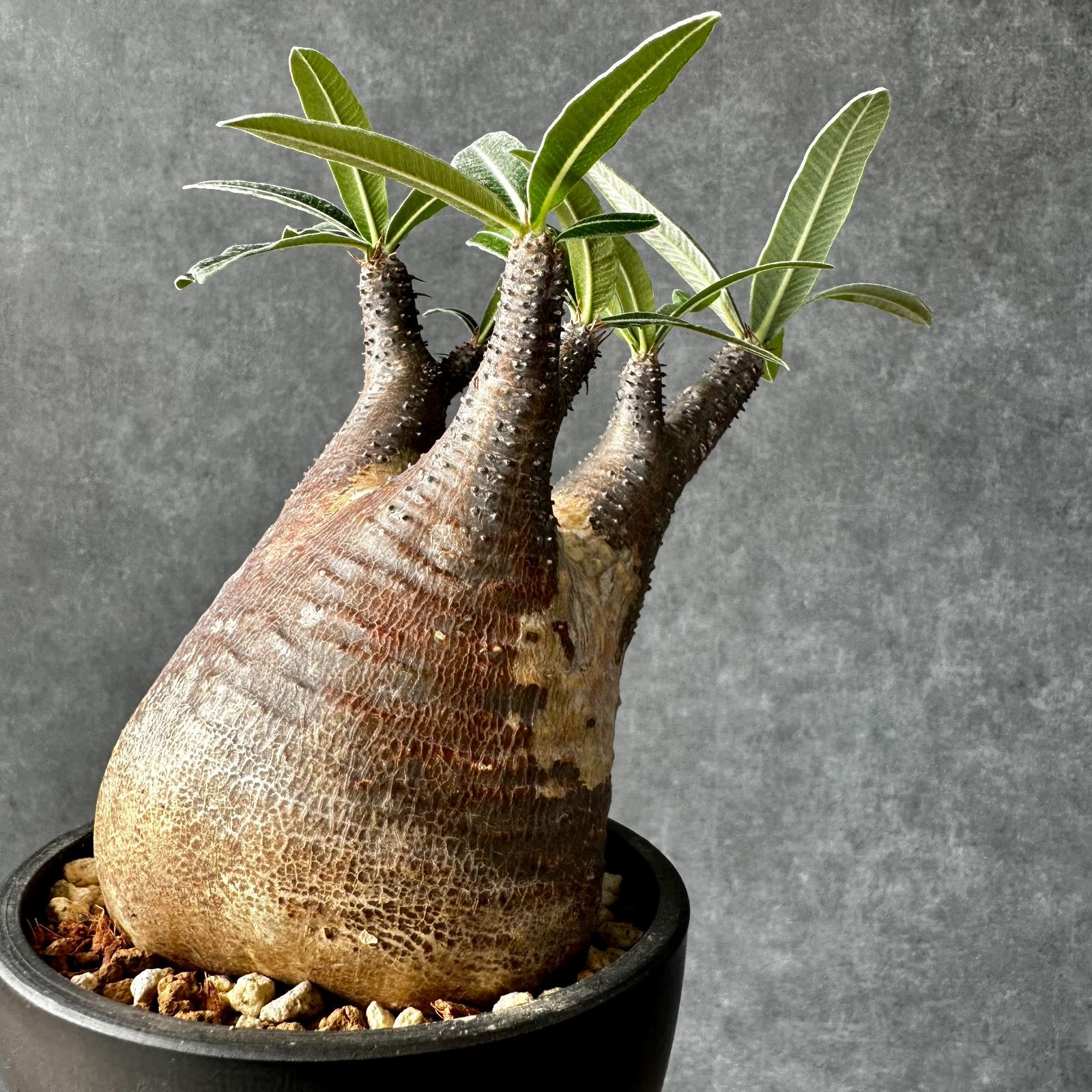 現地球 パキポディウムグラキリス 発根済み 【公式通販】