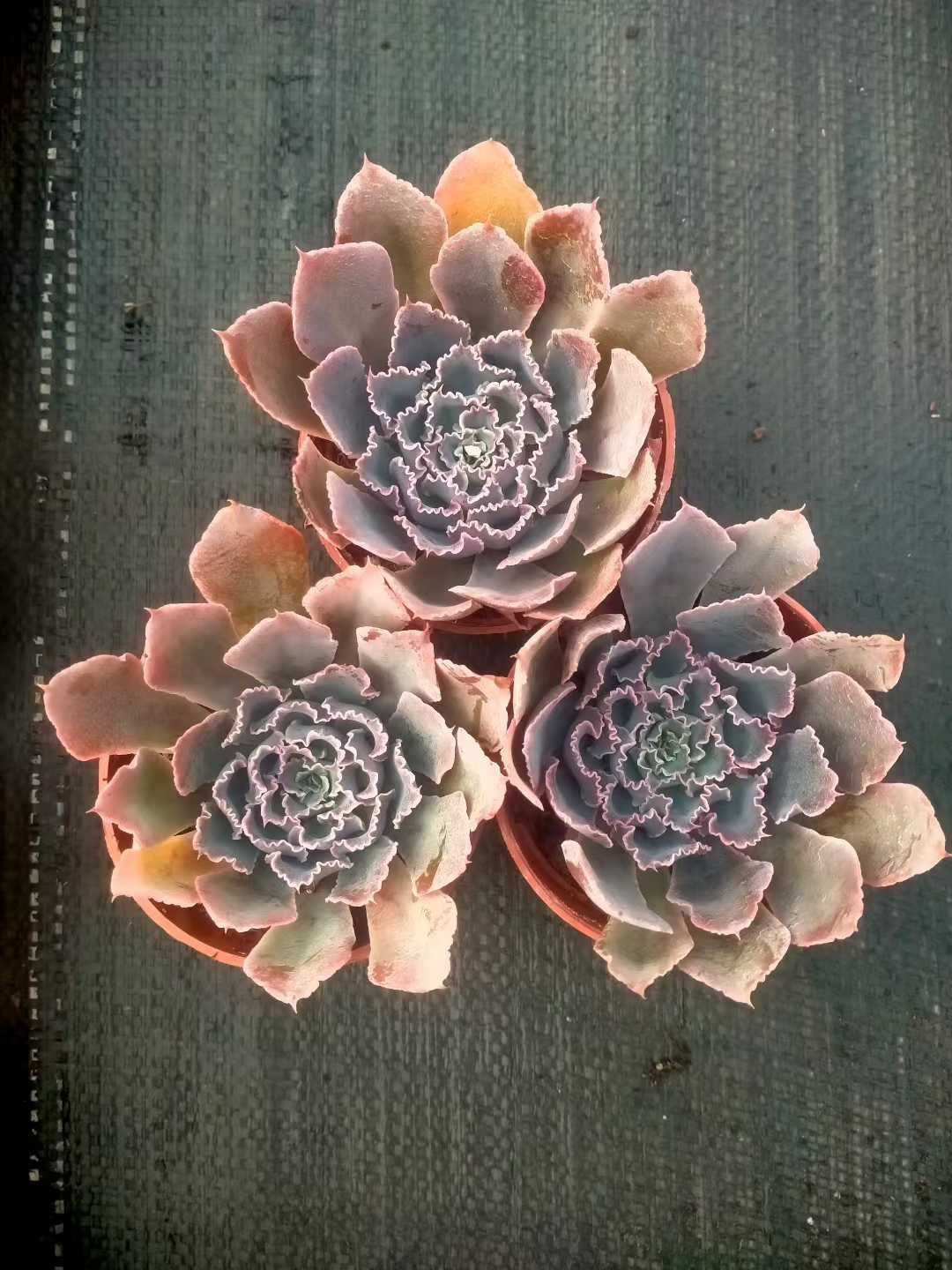 新発売 18株セット 夕焼けの舞 抜き苗 多肉植物 佐川急便発送