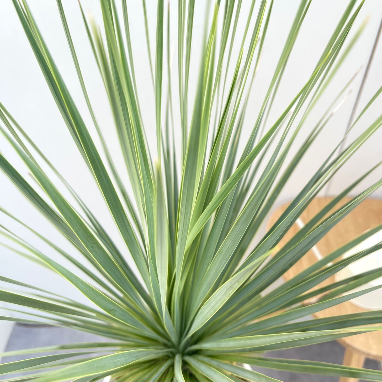 売約済※ユッカ ロストラータ サファイアスカイズ 5【現品】 ☆希少