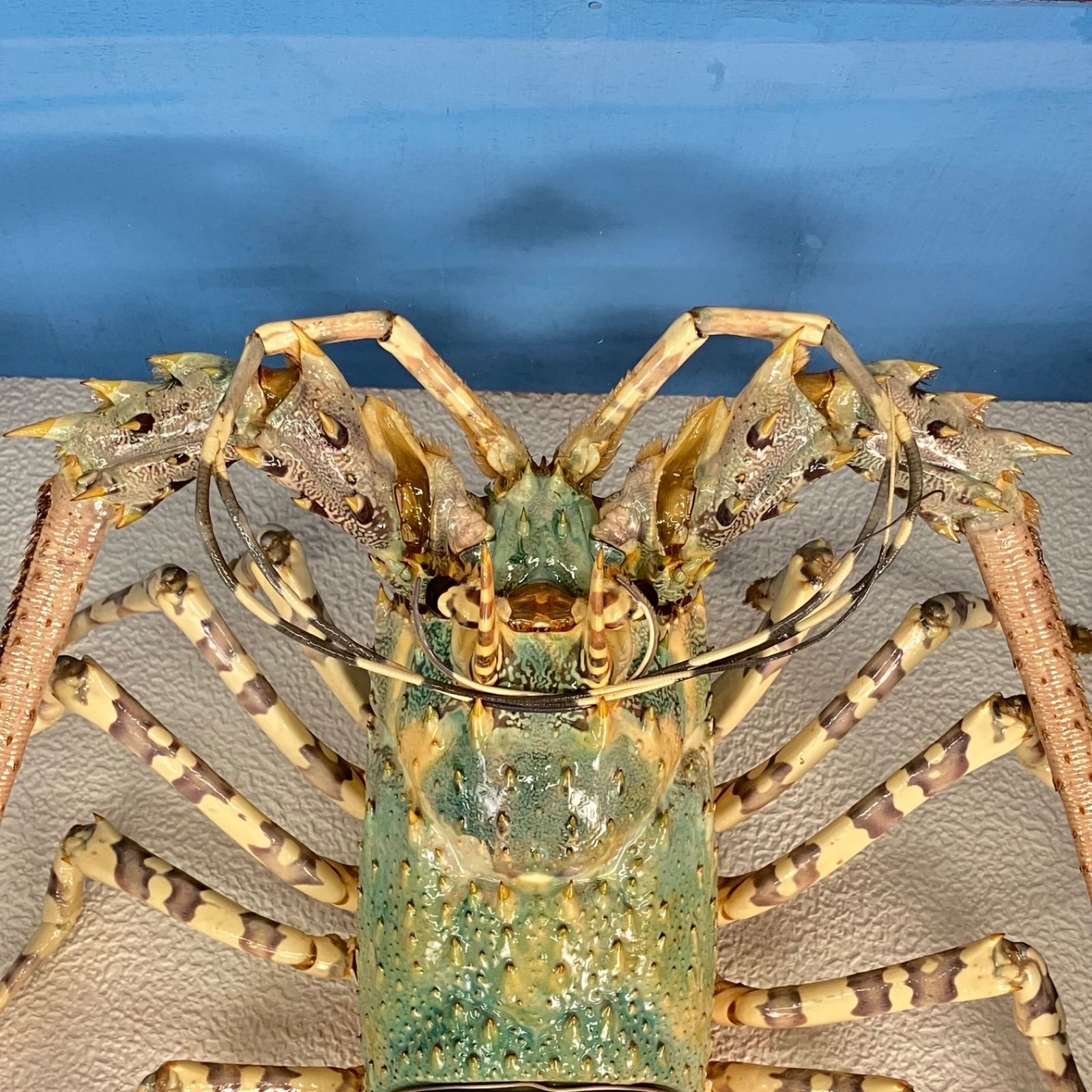 壁掛け オブジェ