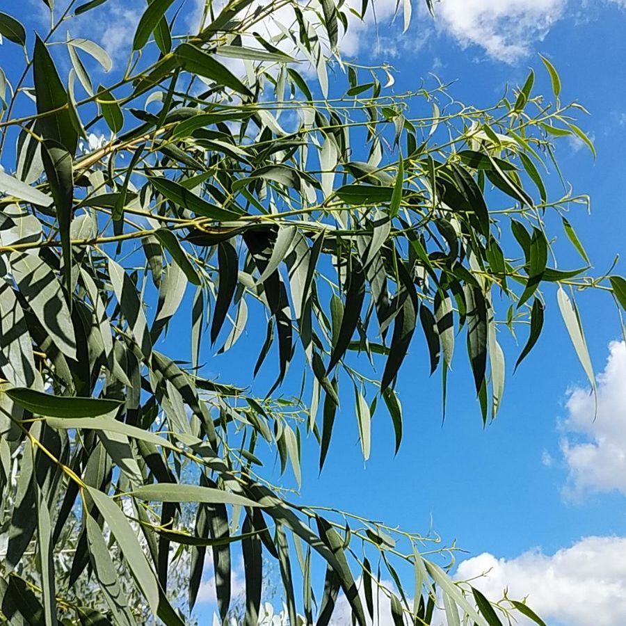 ユーカリサイダーガム ロングリーフ 銀世界 フレッシュ詰め合わせ