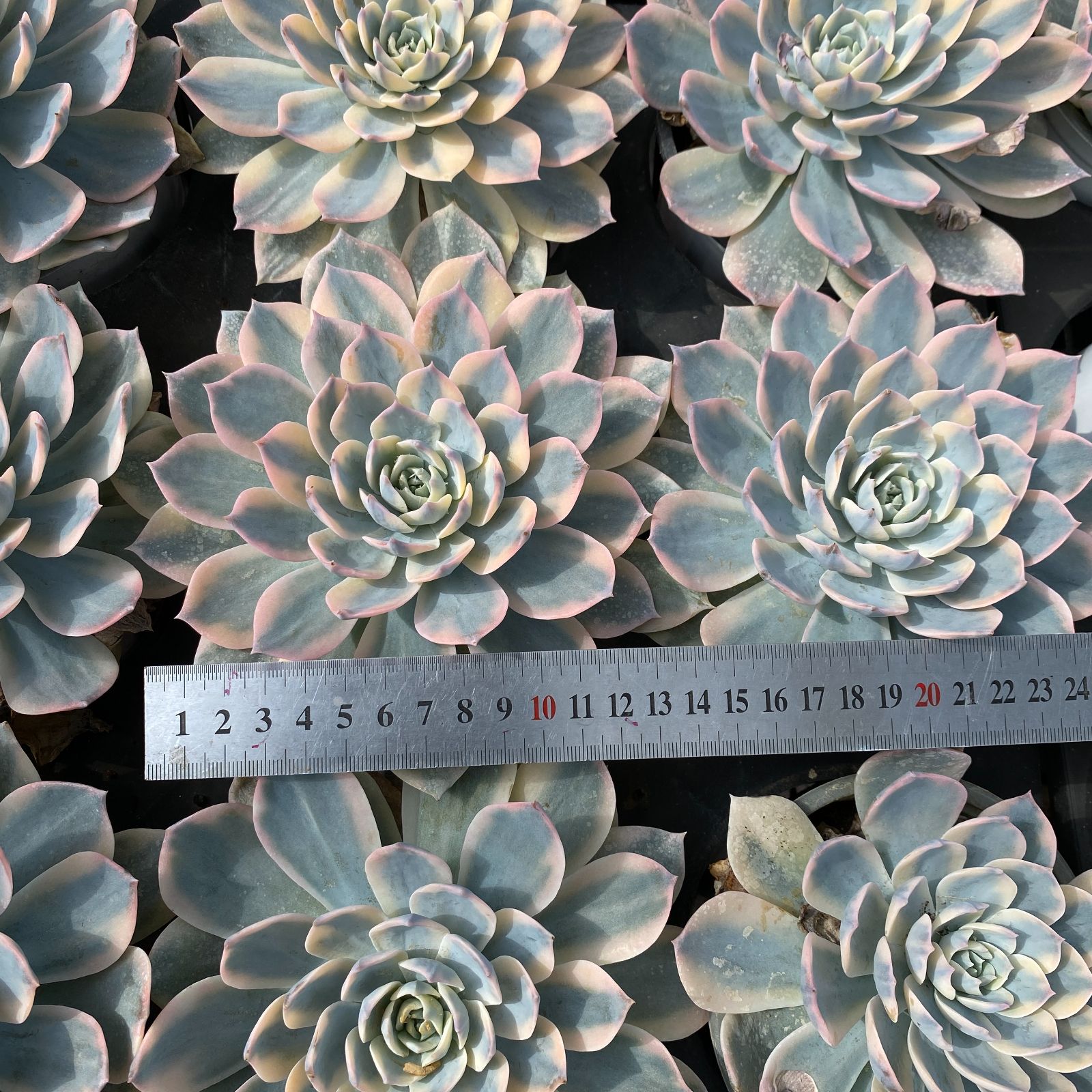 18株の抜き苗セット】ピーコッキーベイカー錦 多肉植物 佐川急便