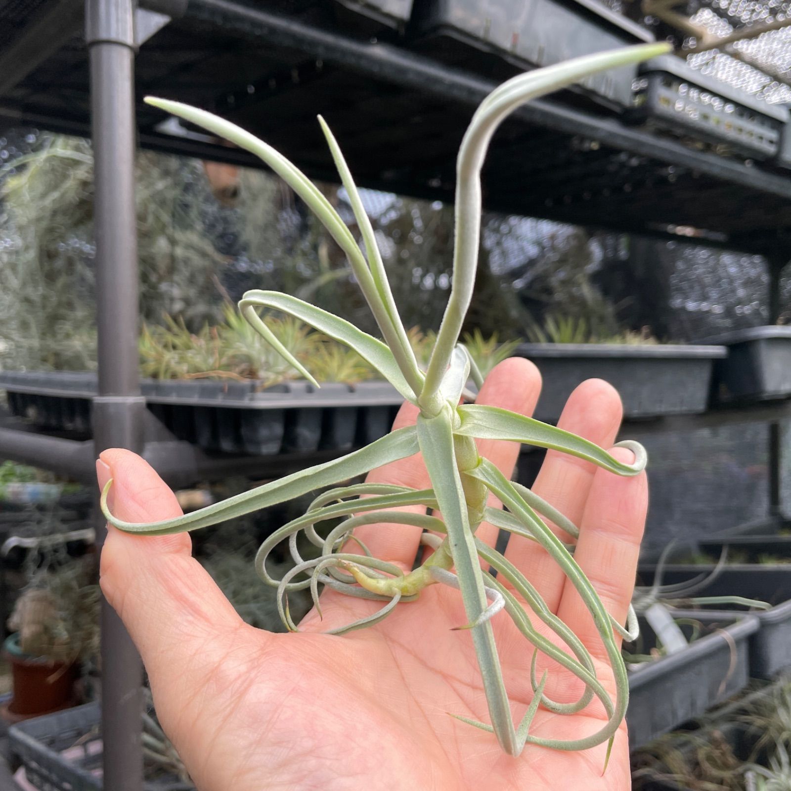 チランジア ドゥラティ Tillandsia duratii ドゥラティ (ドュラティー・ドラティ・ドュラティ・ドゥラティー)＊エアプランツ＠フラワーショップ江口  - メルカリ