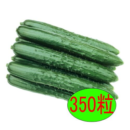 入荷次第出荷 カネコ種苗 ほっきこう113 350粒