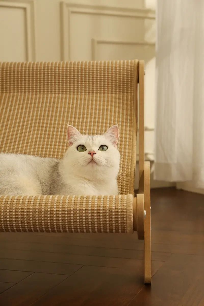 猫 ねこ