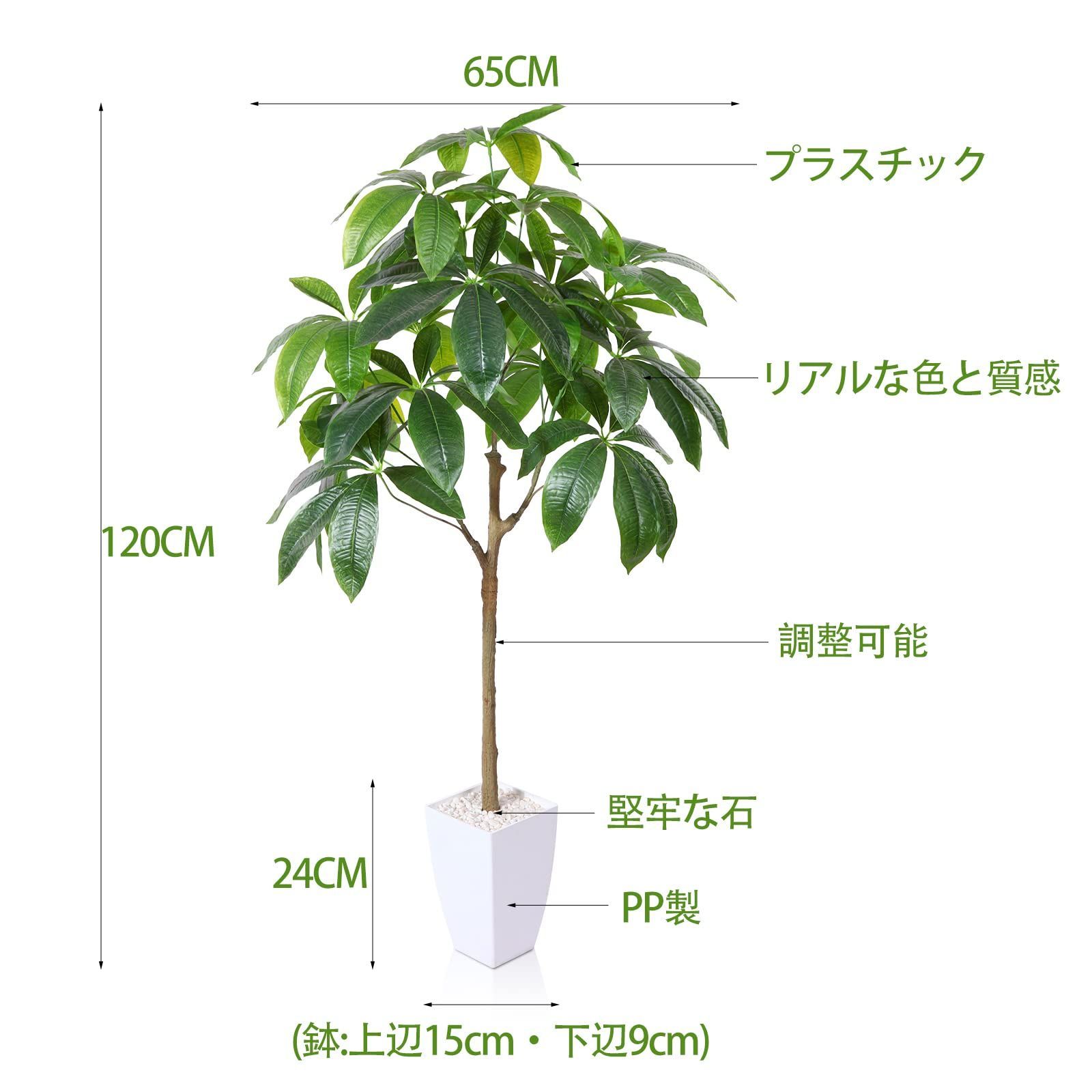 観葉植物 観葉樹