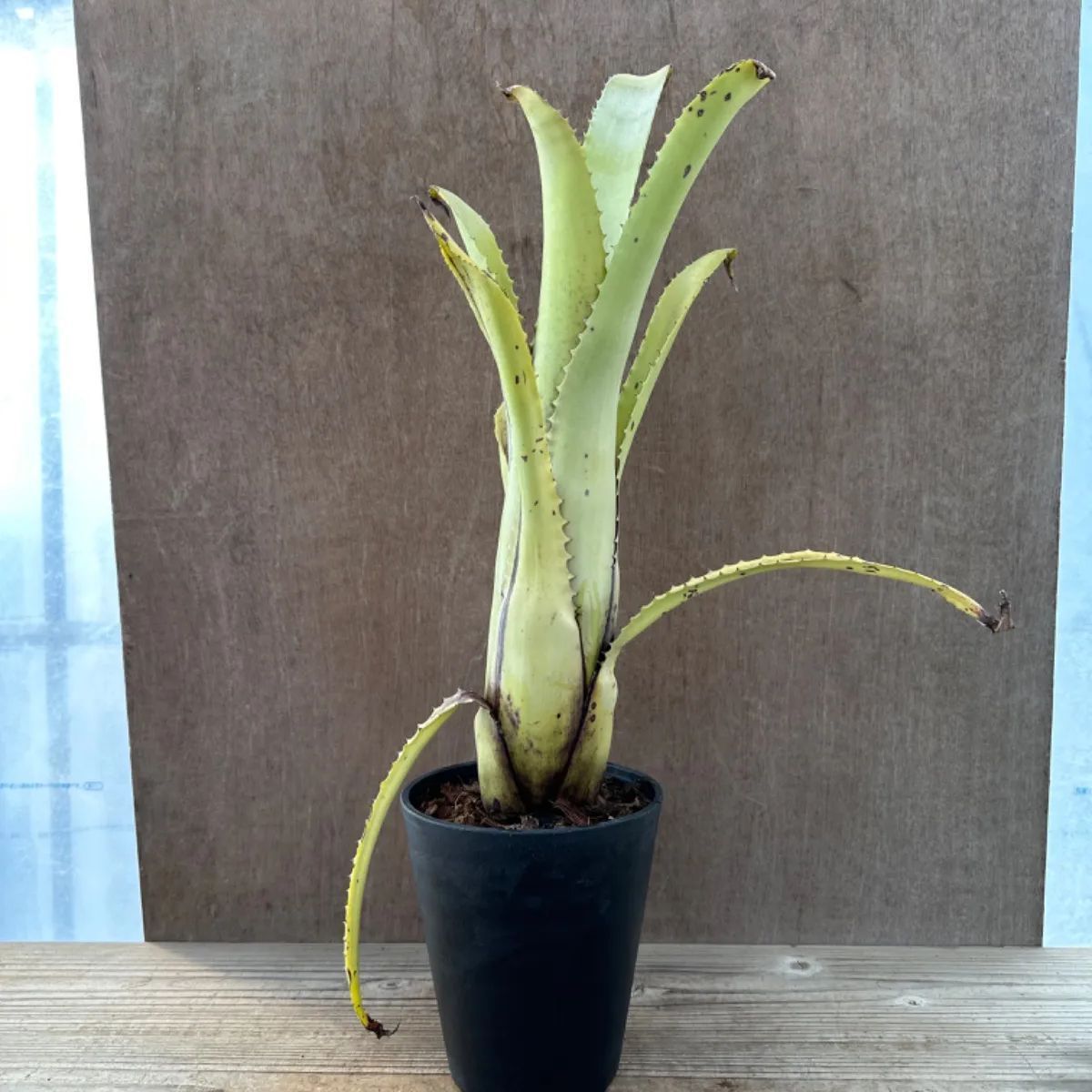 エクメア トカンチーナ トカンティーナ Aechmea tocantina