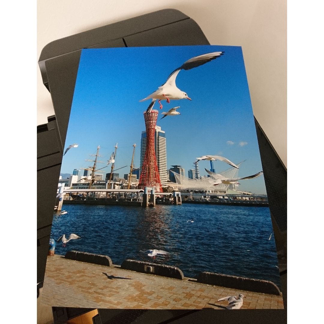 みなと神戸に咲く華 「ユリカモメ」 A3 サイズ光沢写真縦 写真のみ