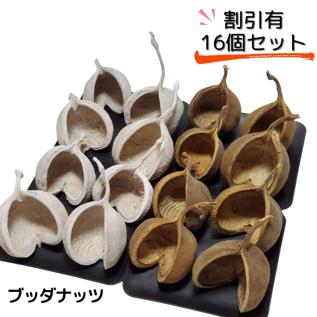 ブッダナッツ 割引有 16個セット L ウォッシュホワイト＆ナチュラル