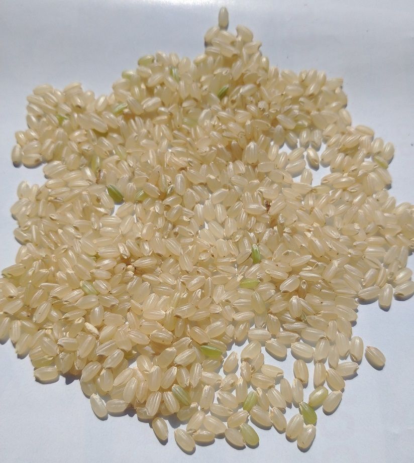 岐阜県特産はつしも白米20kg（特別栽培米）令和5年度産（農家直販）