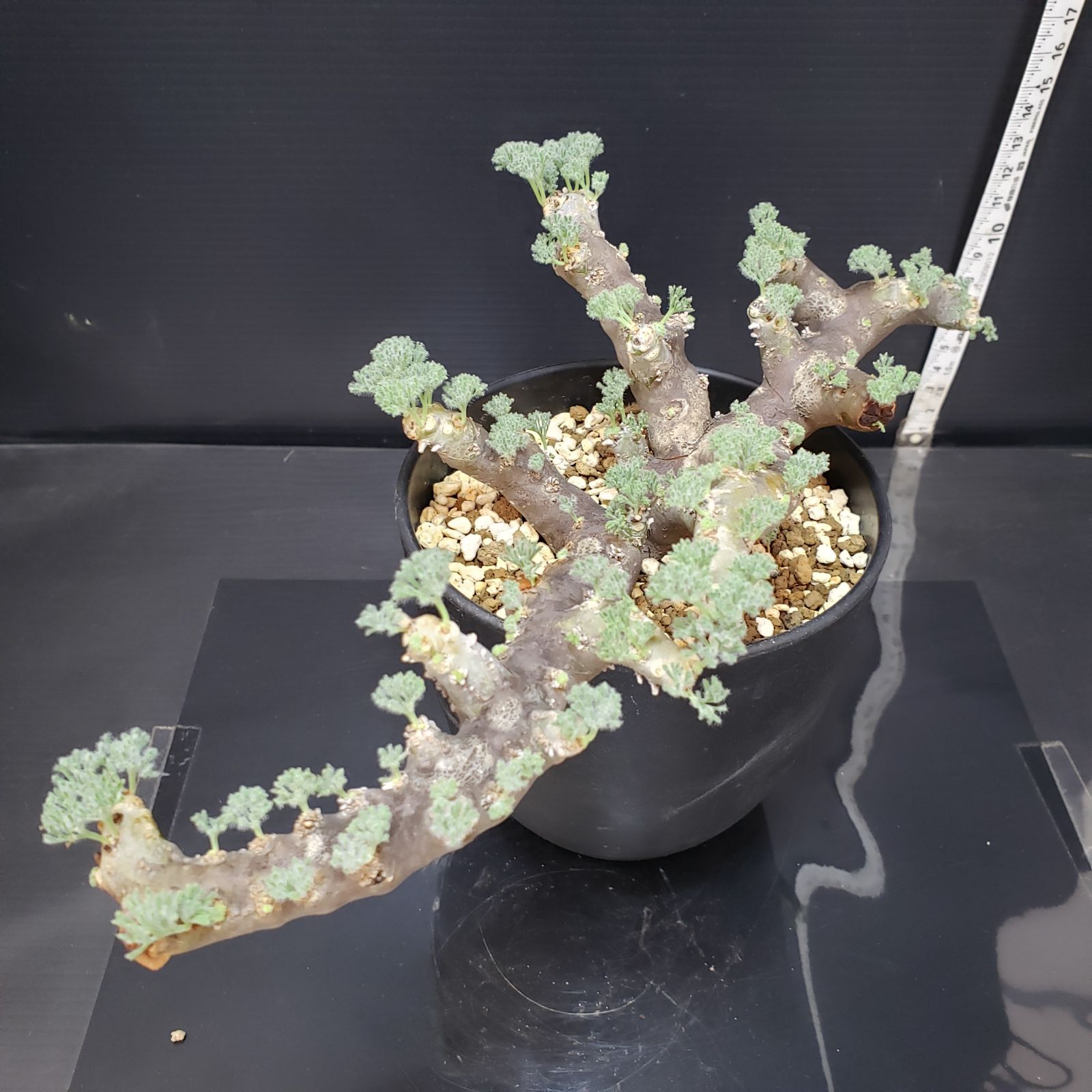 N577【自社養生株】モンソニア ムルチフィダ（現地球・発根株