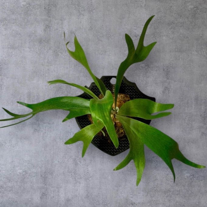 密度の高いコンパクトな胞子葉 P. BTSS ジャロイド板付