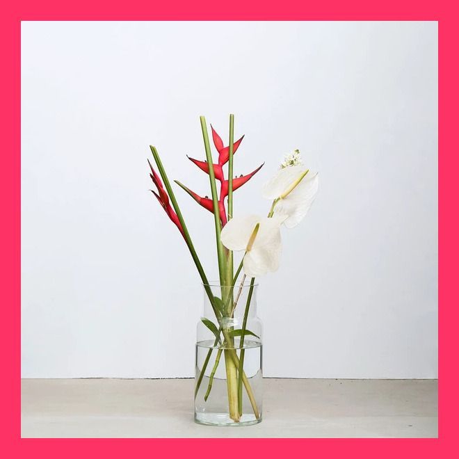 19多肉植物エケベリア〈カット苗〉☆寄植え100苗 多肉植物カット苗⑩☆寄せ植え 19多肉植物エケベリア〈カット苗〉☆寄