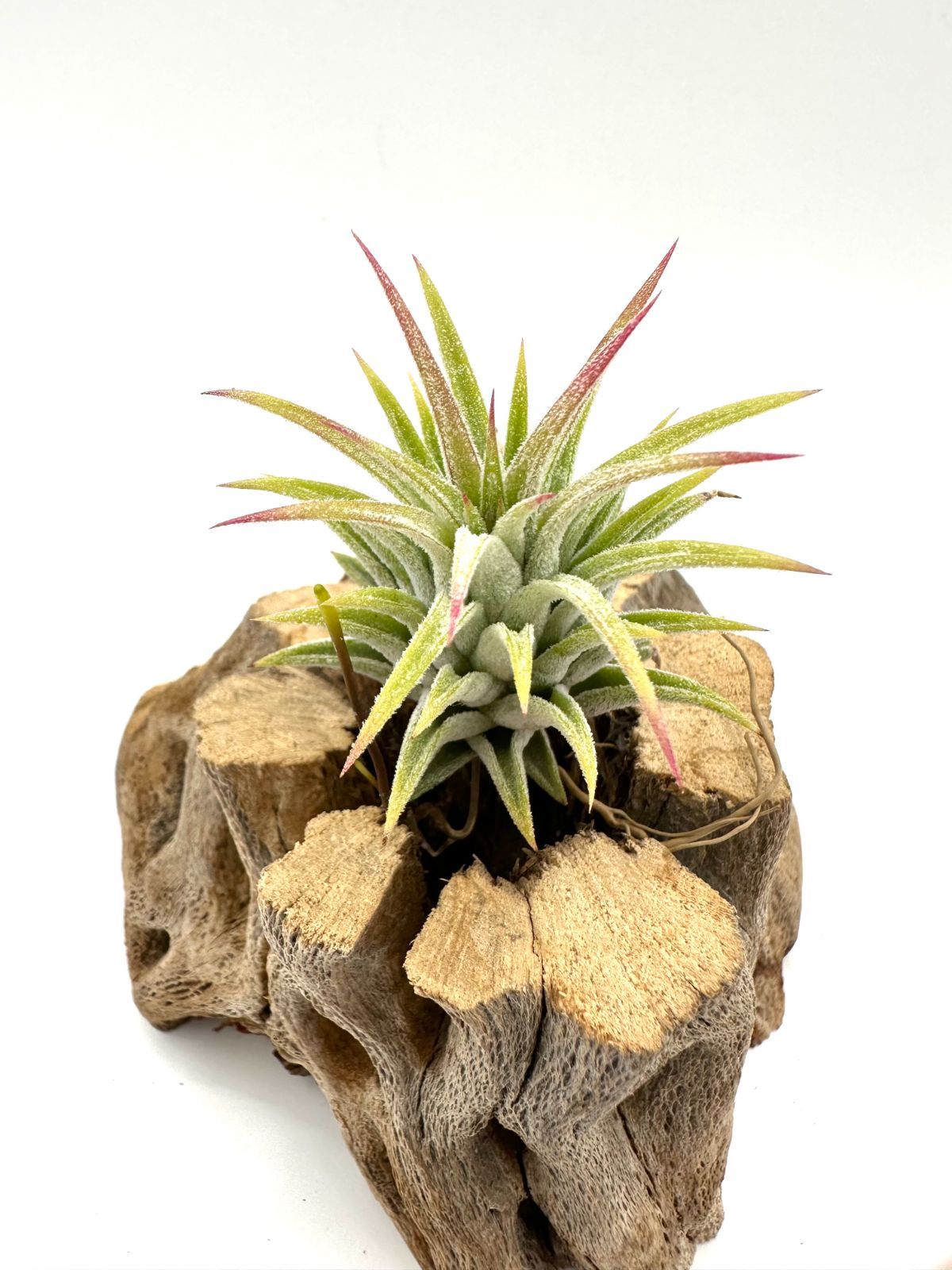 イオナンタ ファイヤーオブティンコ（T. ionantha Fire of Tinco 