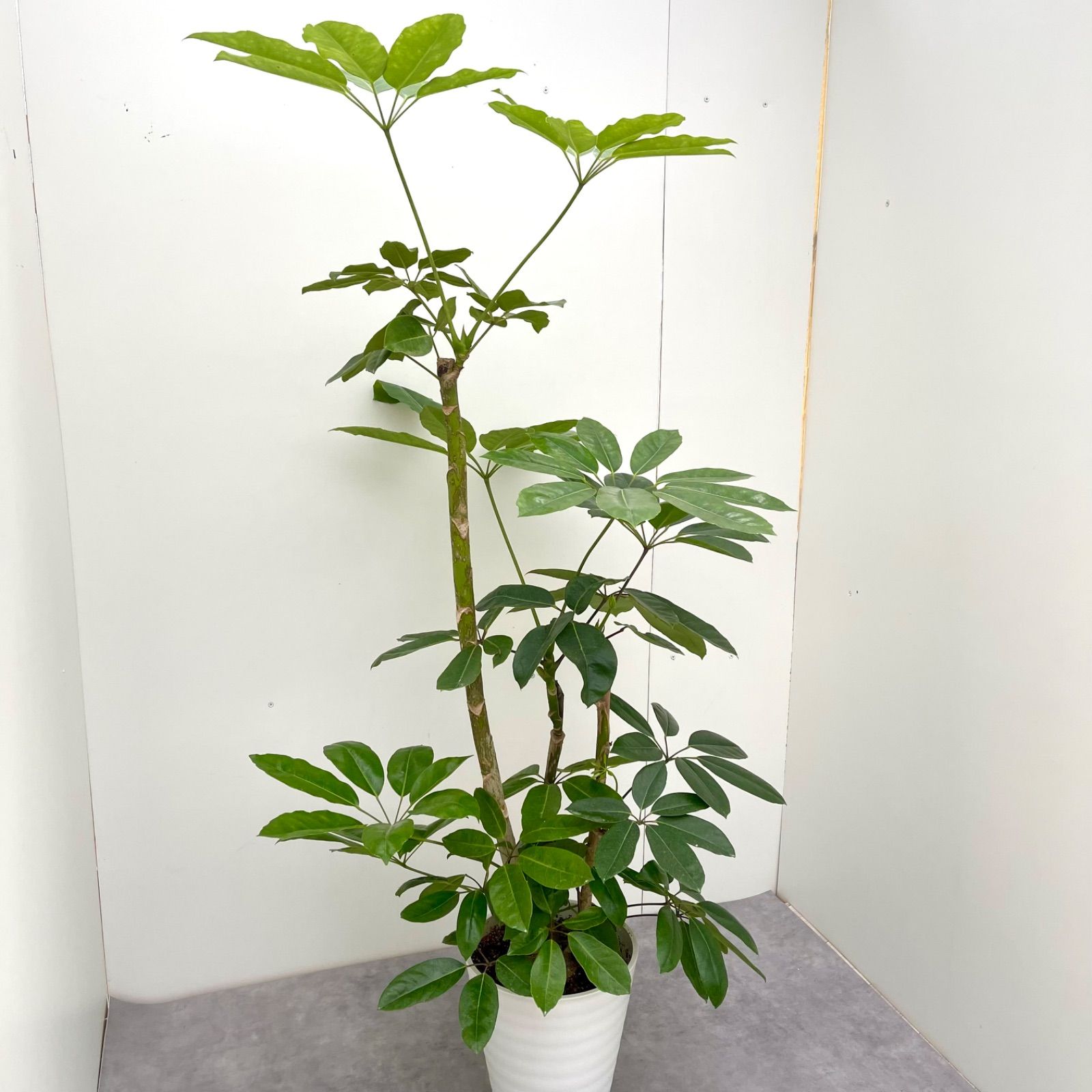 ブラッサイア 16【現品】観葉植物 大型 室内 - メルカリ