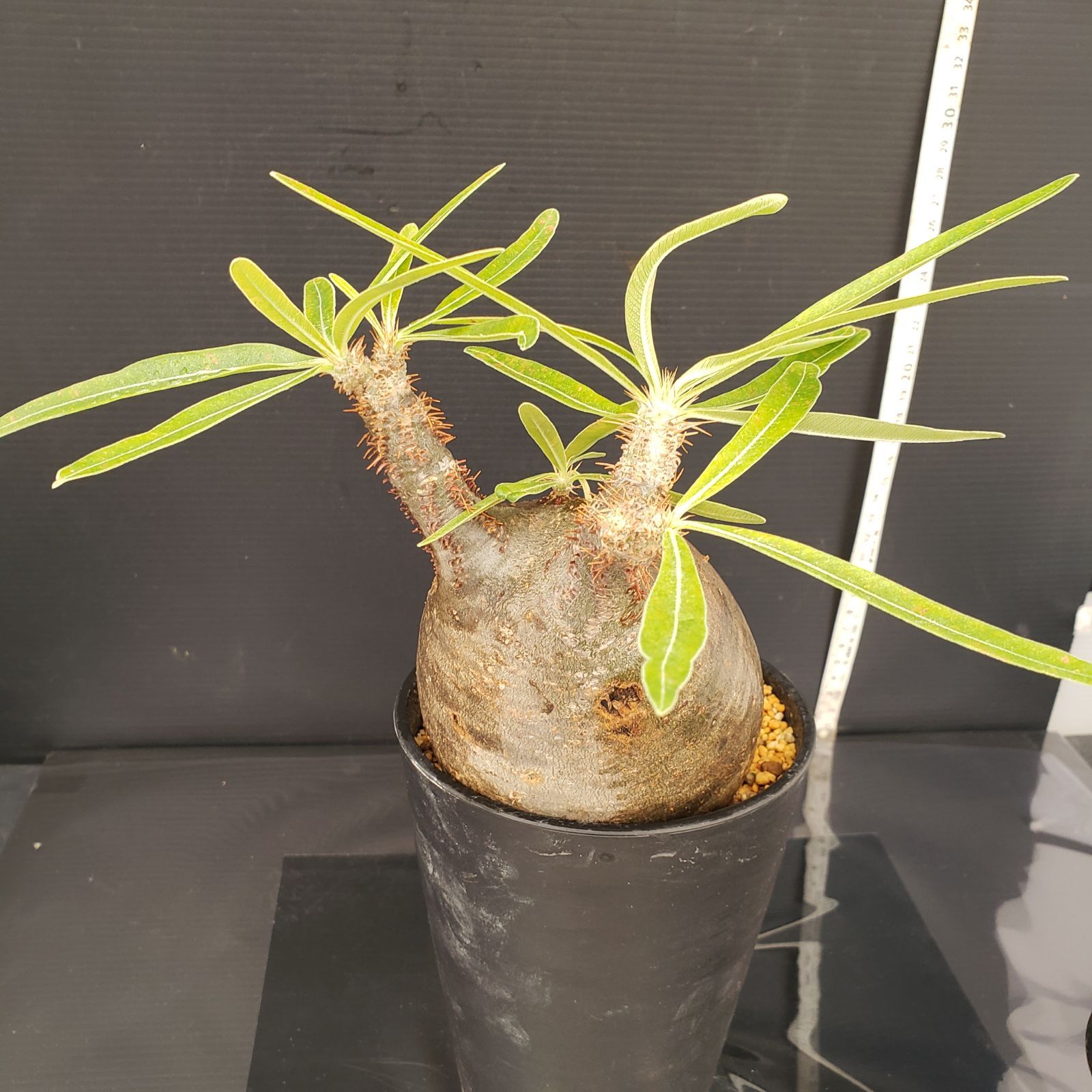 パキポディウム　グラキリス現地球 大株‼️ 最終値下げ‼️ パキポディウム グラキリス現地球 大株‼️ 最終値下げ特価❗本日まで