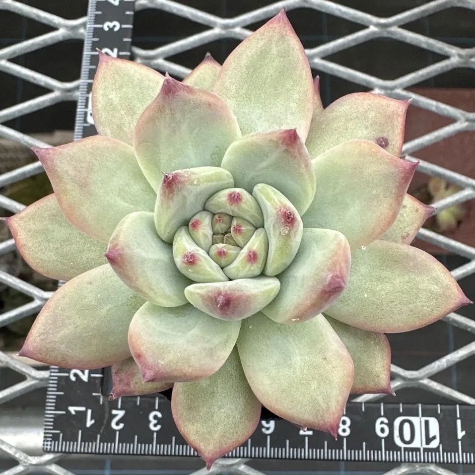 極上苗】【札付き】 中里リンゼアナ 多肉植物 エケベリア 自家繁殖苗